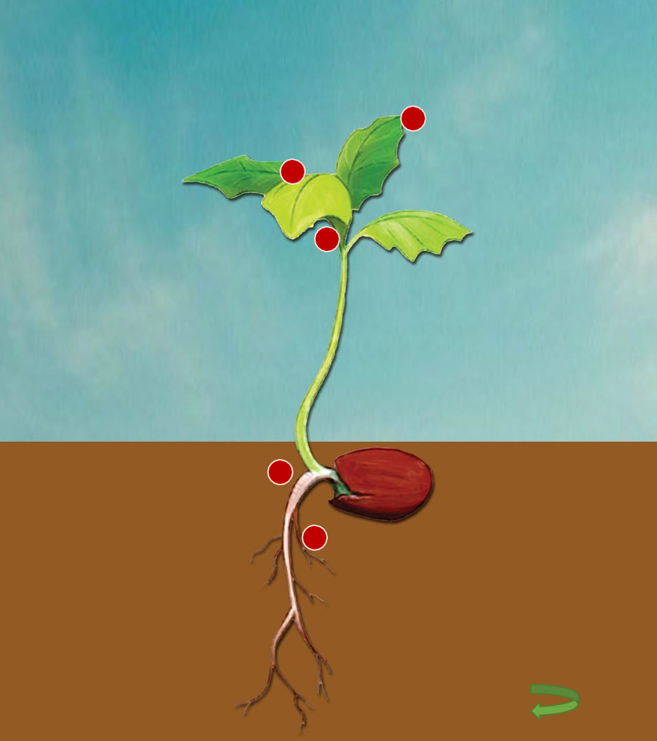 Microbebio Rhizo Activator 1 Microbebio Rhizo Activator