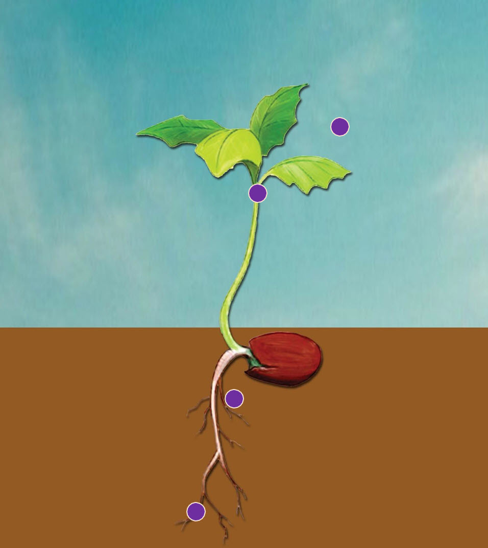 Microbebio Rhizo Activator 10 Microbebio Rhizo Activator 10