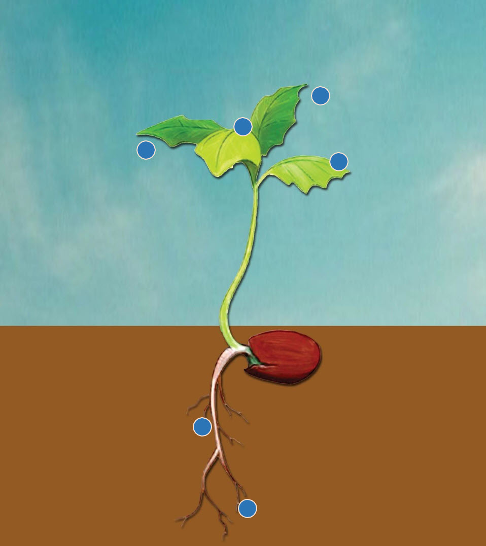 Microbebio Rhizo Activator 12 Microbebio Rhizo Activator 12