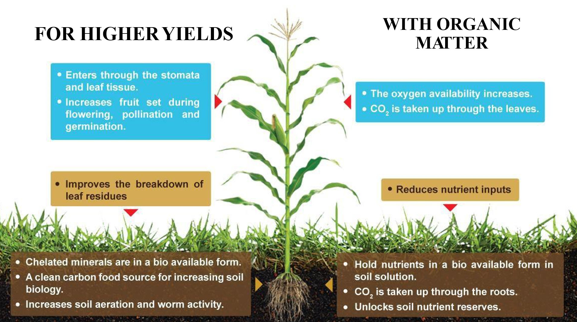 Microbebio Rhizo Activator 15 Microbebio Rhizo Activator 15