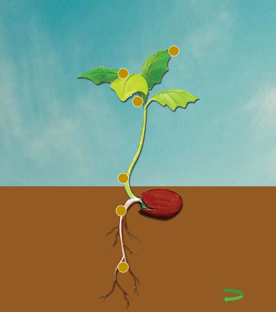 Microbebio Rhizo Activator 4 Microbebio Rhizo Activator 4