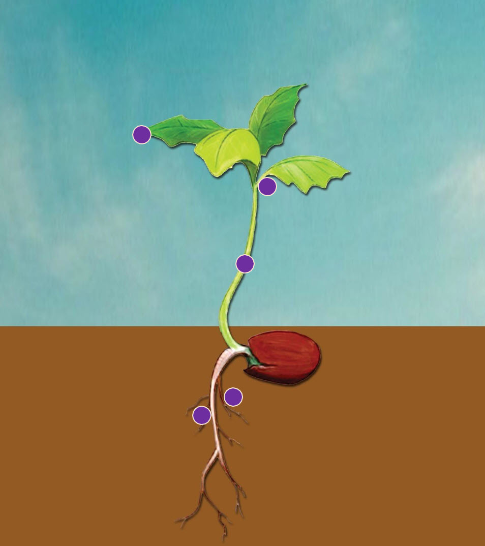 Microbebio Rhizo Activator 6 Microbebio Rhizo Activator