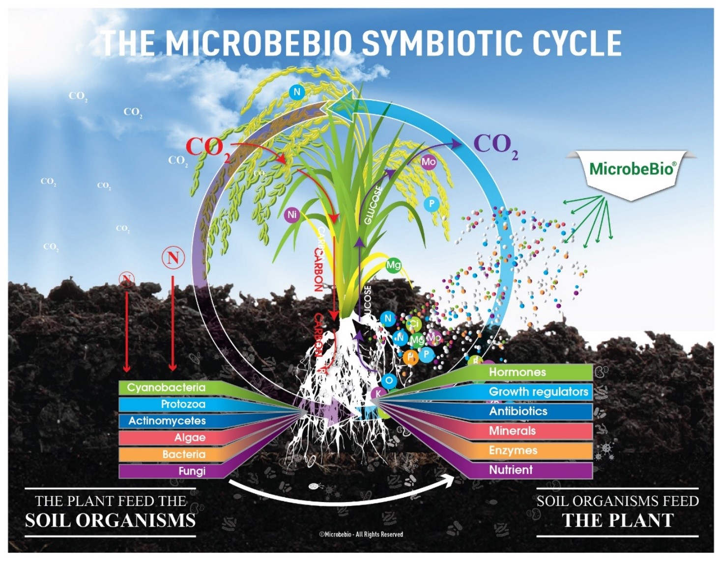microbebio rice 1