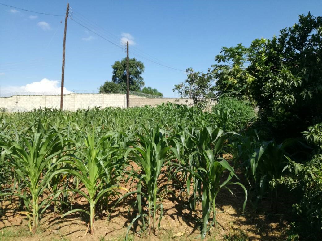 corn Zambia trial test microbebio corn Zambia trial test microbebio