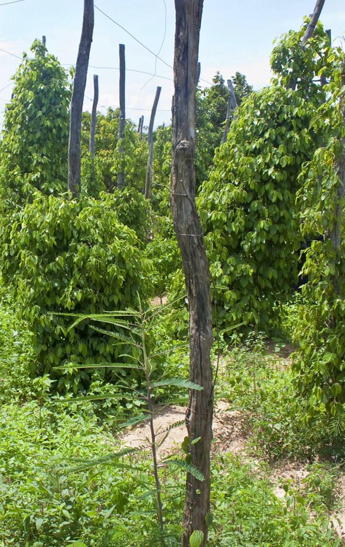 microbebio energy1 microbebio energy
