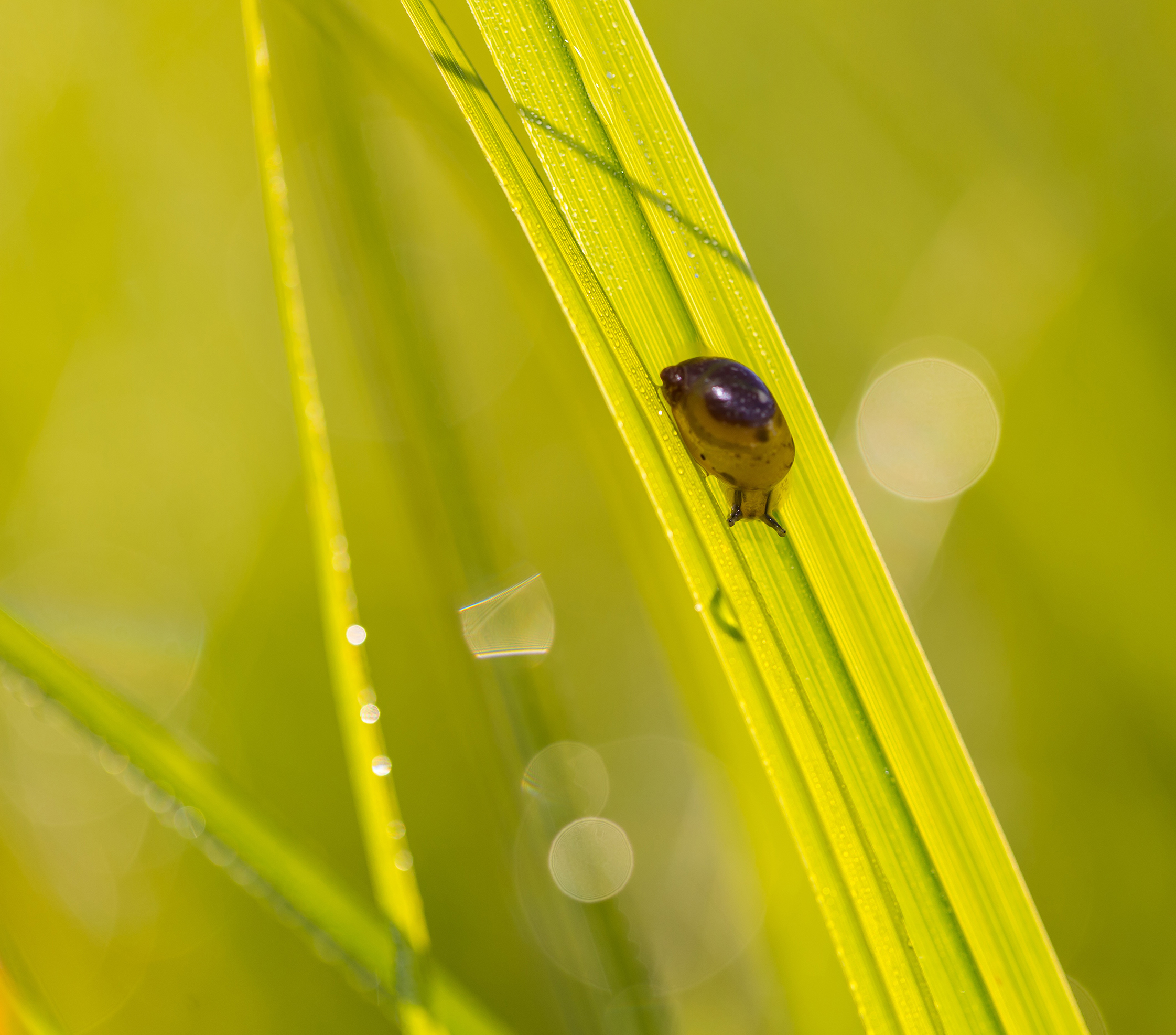 Snail in close up