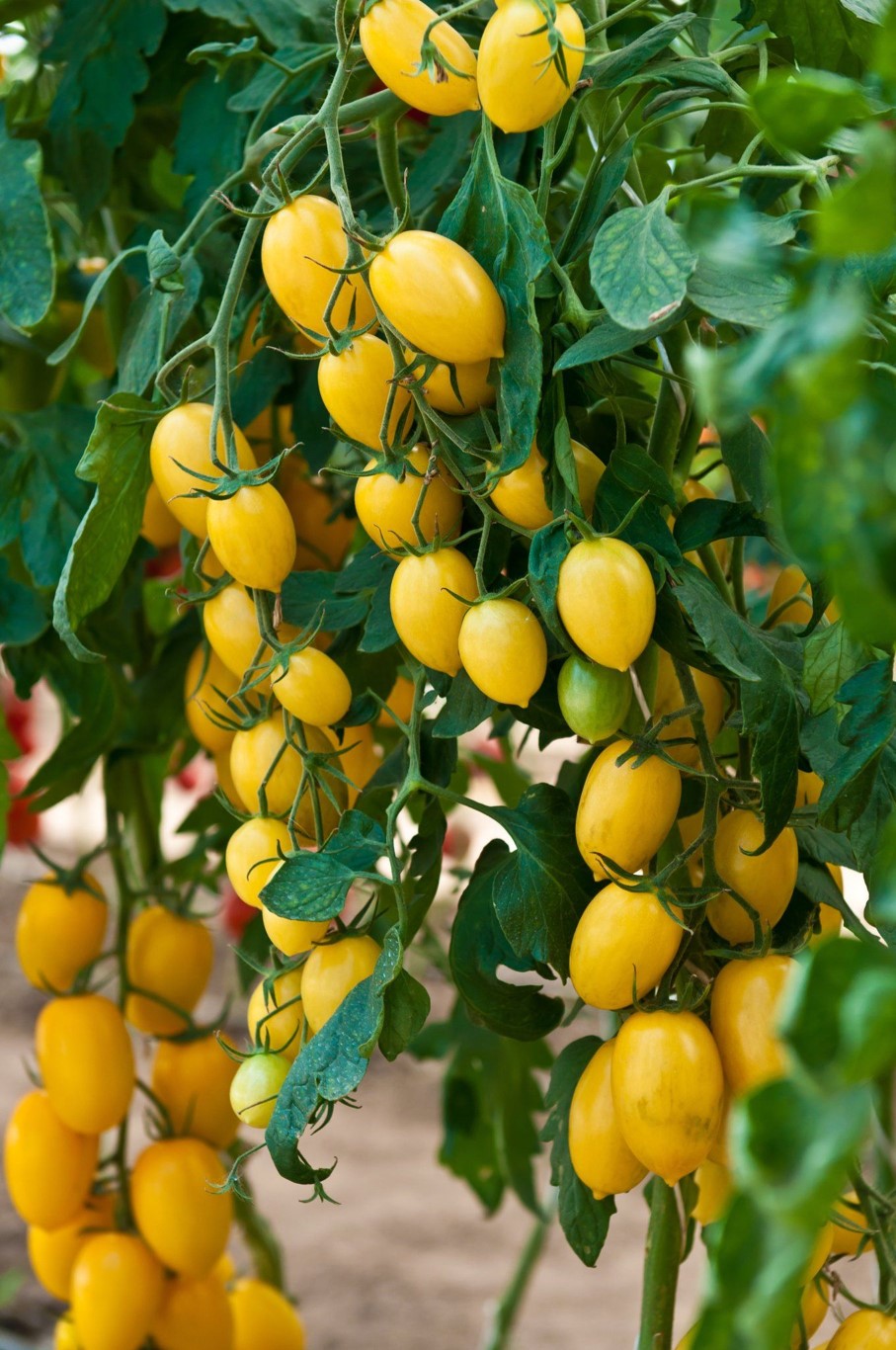 Microbebio Regenerative farming Microbebio Regenerative farming
