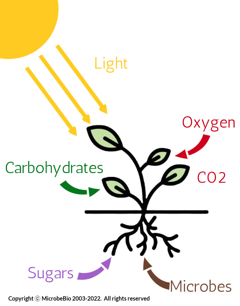 Microbebio Regenerative farming2 Microbebio Regenerative farming2