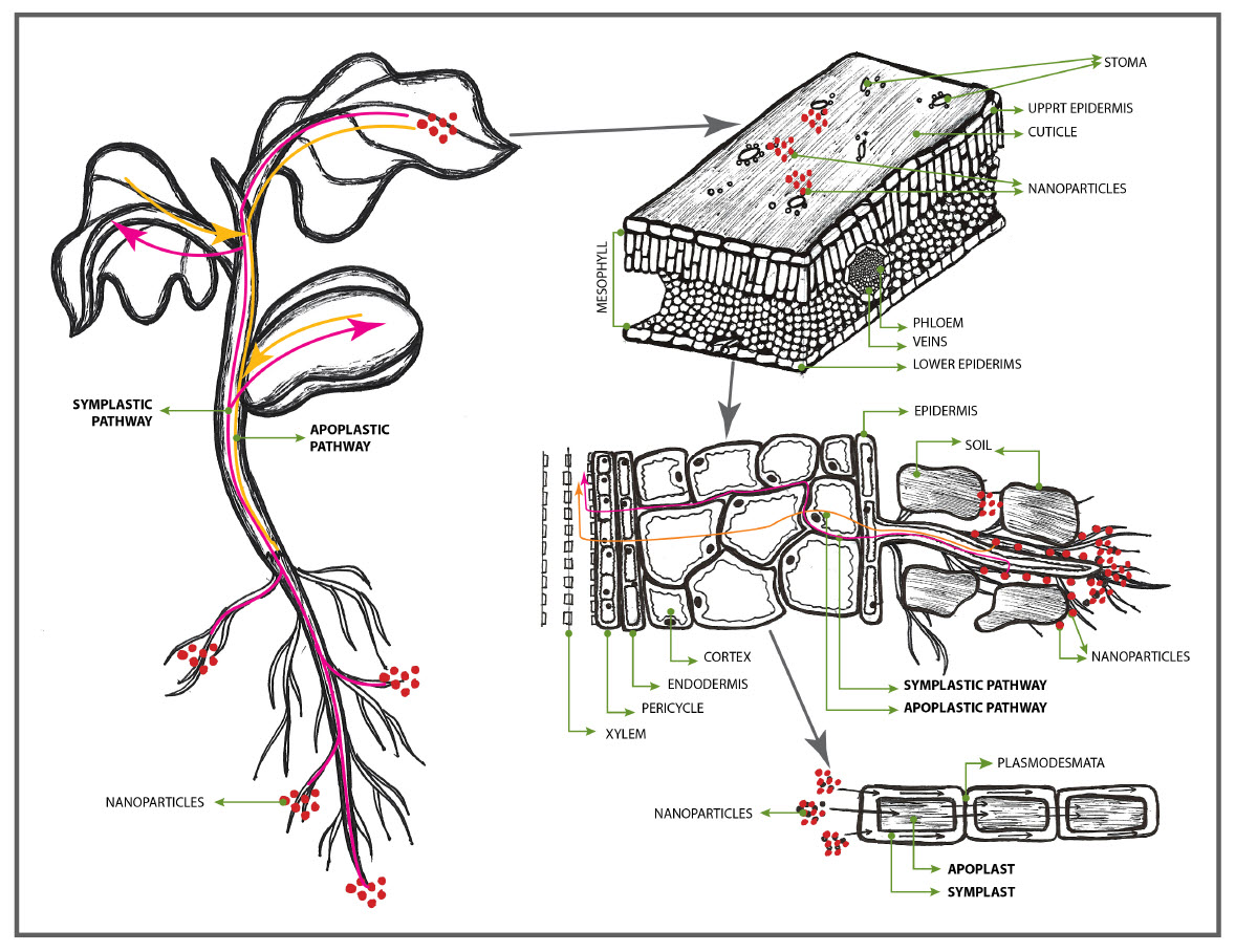 MICROBEBIO sustainable farming practices 2 MICROBEBIO sustainable farming practices