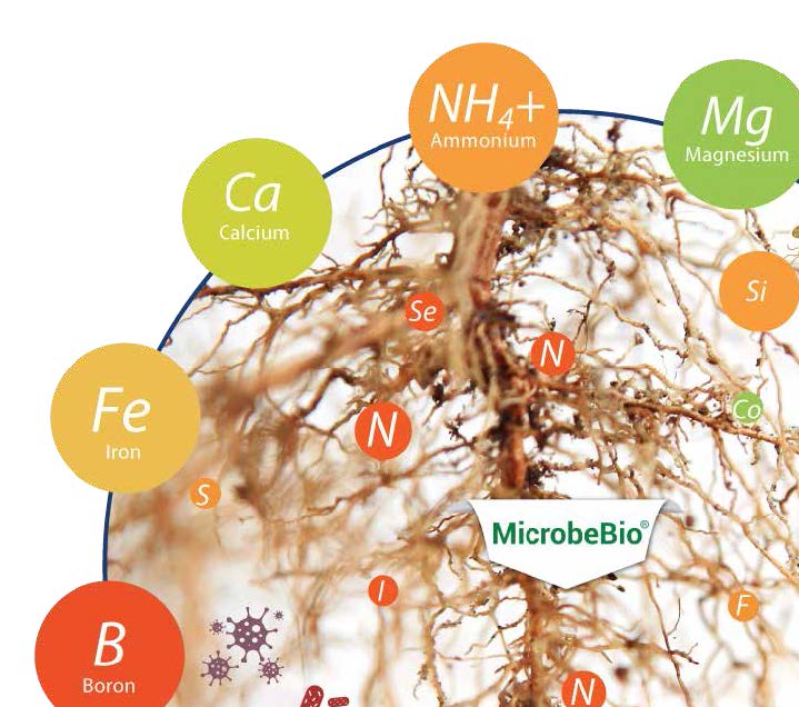 Microbebio Trace Mineral 9 Microbebio Trace Mineral 9