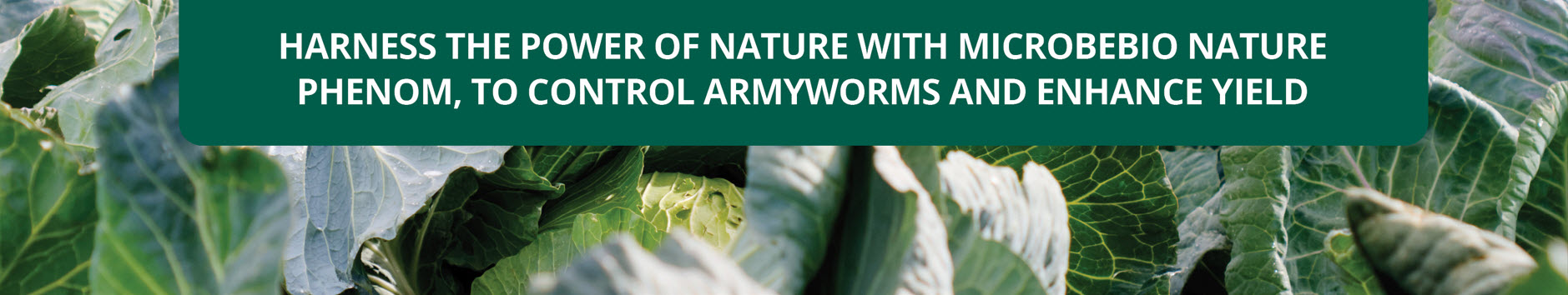 Harness the power of nature with Microbebio Nature Phenom Harness the power of nature with Microbebio Nature Phenom