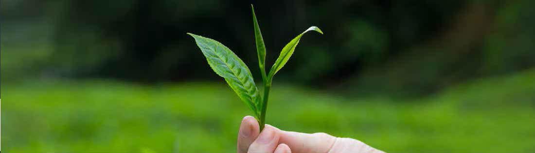 Enhancing Tea Trees with Nutrient Fixation_2 Enhancing Tea Trees with Nutrient Fixation