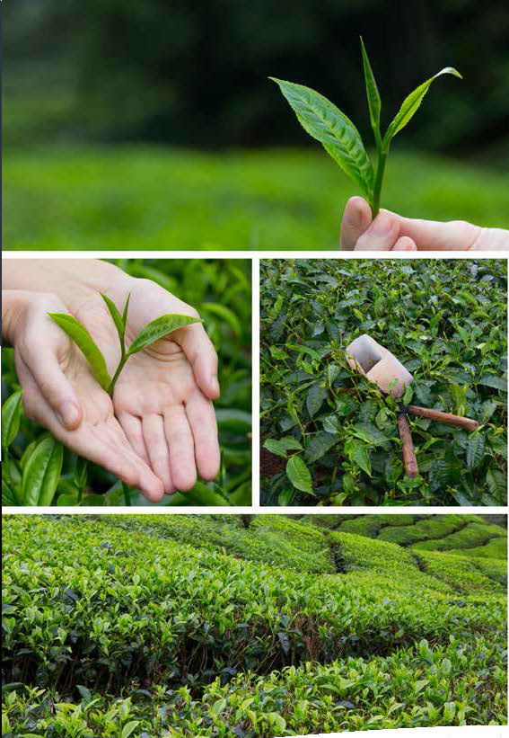 Enhancing Tea Trees with Nutrient Fixation_3