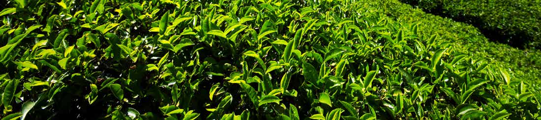 Enhancing Tea Trees with Nutrient Fixation_4 Enhancing Tea Trees with Nutrient Fixation
