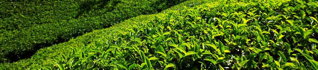 Enhancing Tea Trees with Nutrient Fixation_5 Enhancing Tea Trees with Nutrient Fixation