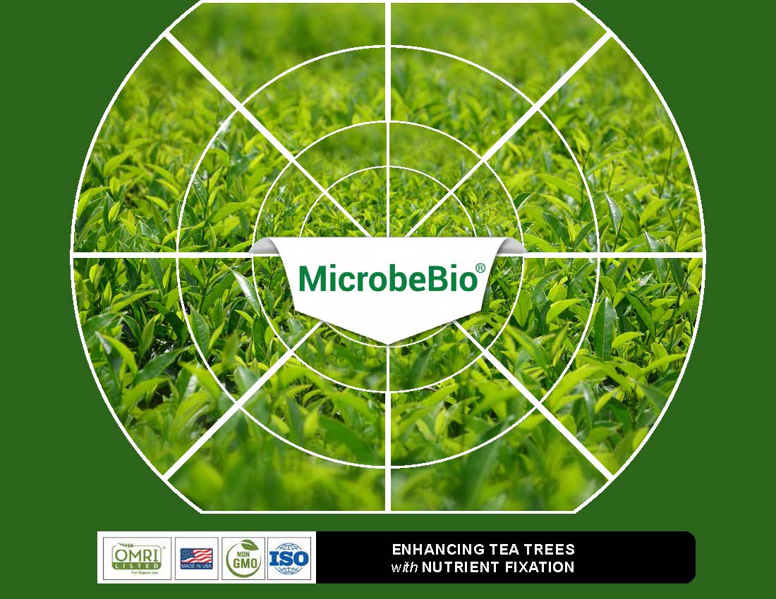 Enhancing Tea Trees with Nutrient Fixation Enhancing Tea Trees with Nutrient Fixation