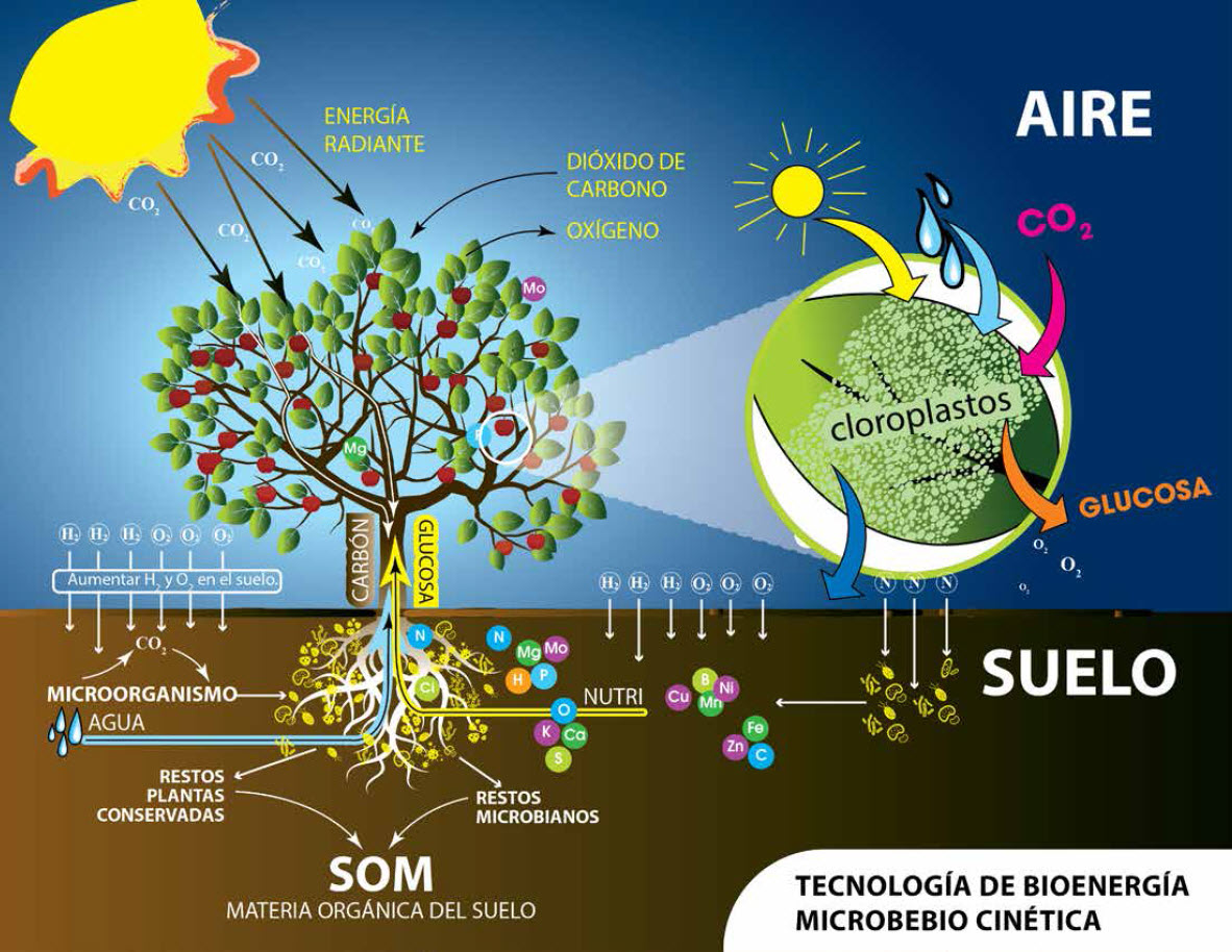 LAS PLANTAS Y CULTIVOS 10