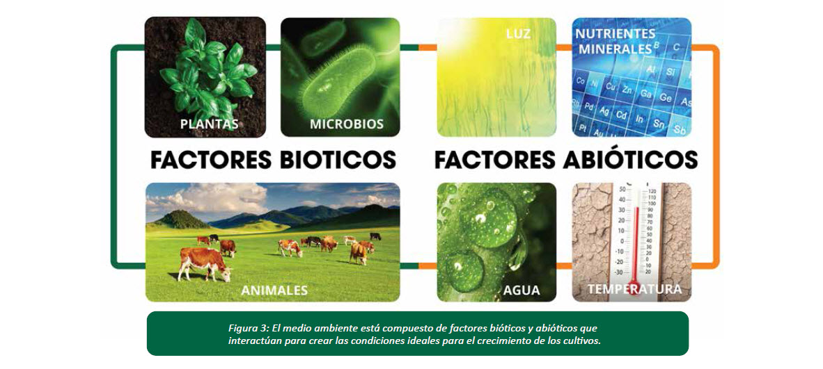 LAS PLANTAS Y CULTIVOS 5