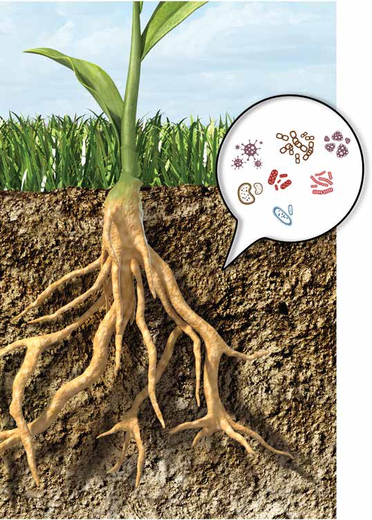 LAS PLANTAS Y CULTIVOS