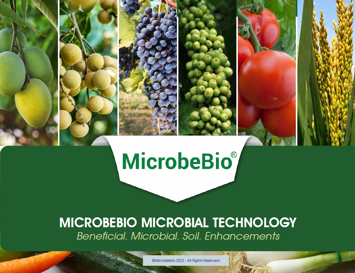 Microbeio Banana 6