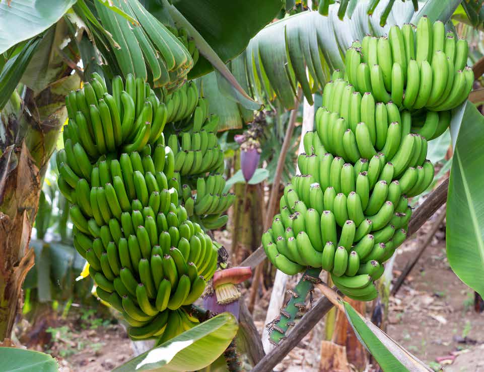 BOOST YOUR BANANA CROP WITH MICROBEBIO 1