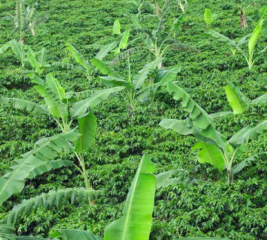 BOOST YOUR BANANA CROP WITH MICROBEBIO 11