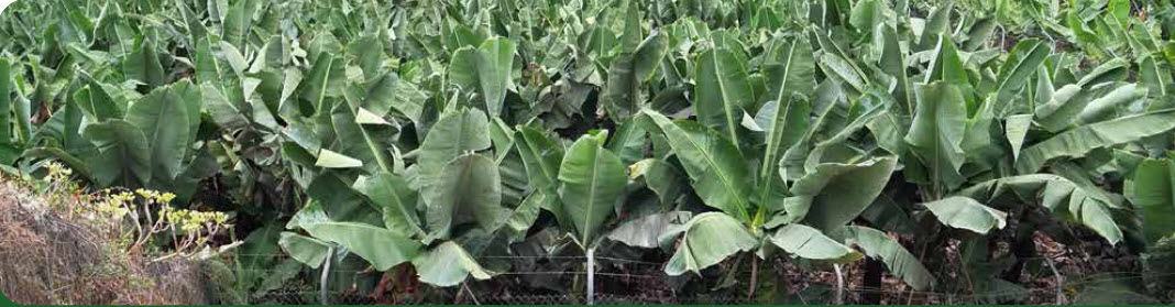 BOOST YOUR BANANA CROP WITH MICROBEBIO 2