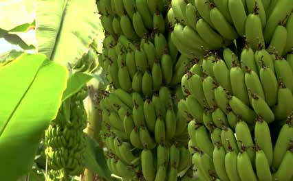 BOOST YOUR BANANA CROP WITH MICROBEBIO 3