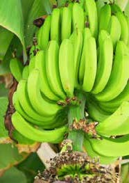 BOOST YOUR BANANA CROP WITH MICROBEBIO 4