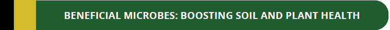 BOOST YOUR BANANA CROP WITH MICROBEBIO 6