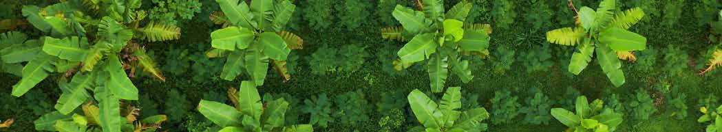 BOOST YOUR BANANA CROP WITH MICROBEBIO 8
