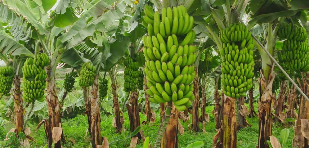 BOOST YOUR BANANA CROP WITH MICROBEBIO 9