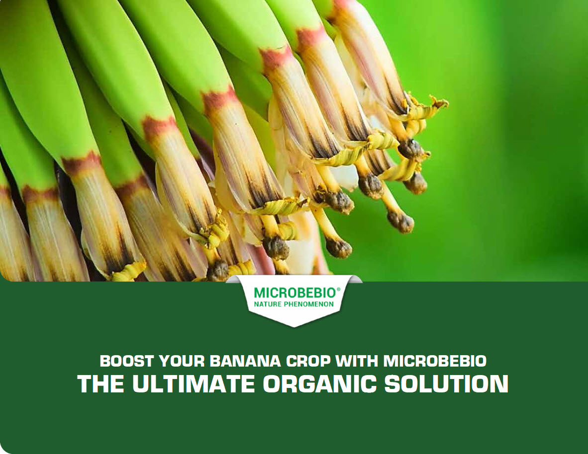 BOOST YOUR BANANA CROP WITH MICROBEBIO