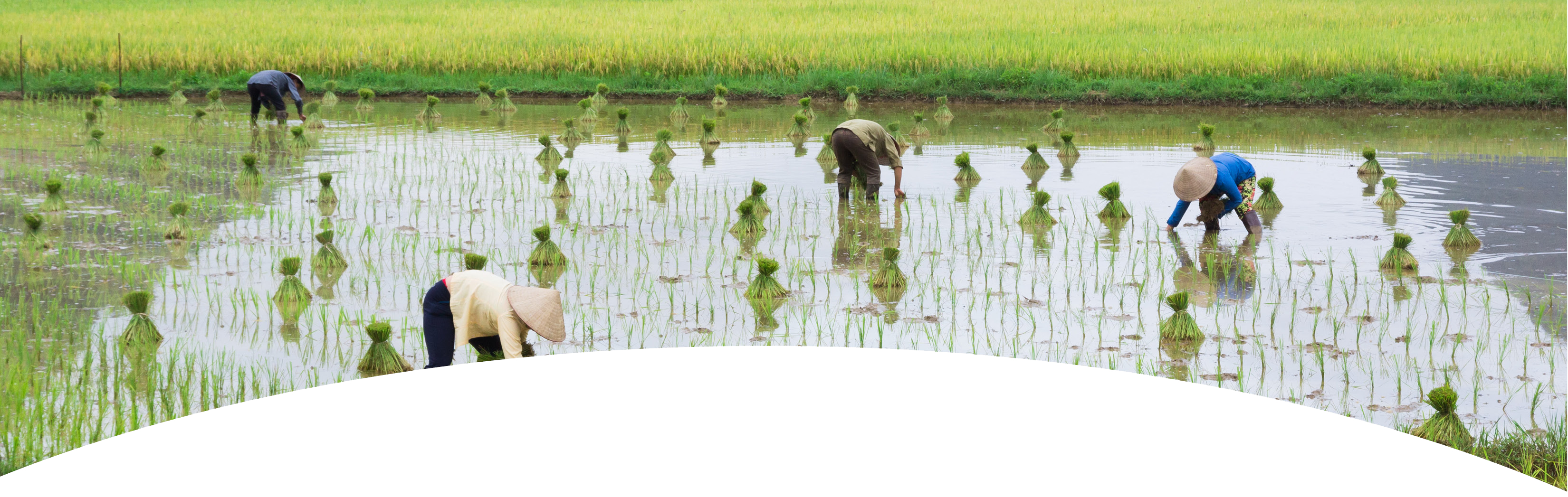 Reducing Water Use in Rice Production - English - 07 18 2415 copy