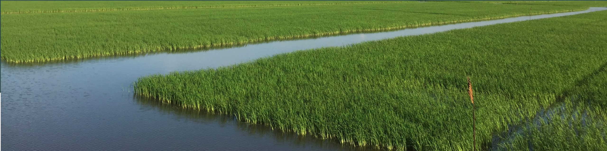 Reducing Water Use in Rice Production - English - 07 18 242