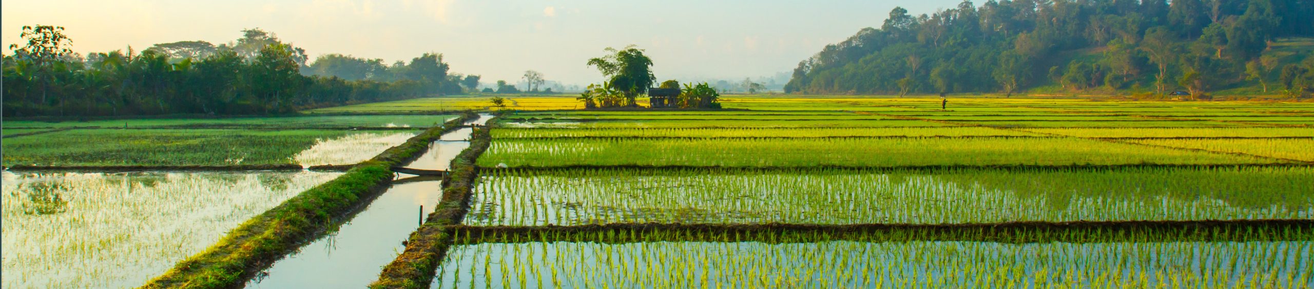 Reducing Water Use in Rice Production - English - 07 18 243