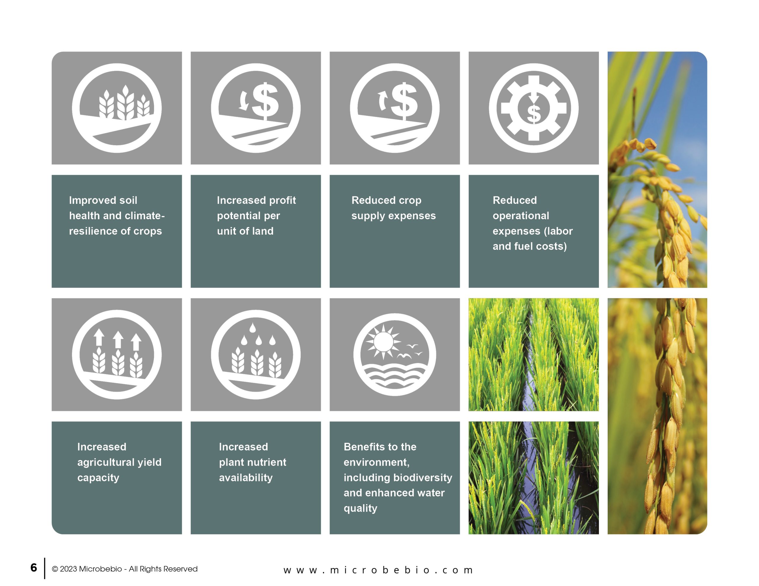 Reducing Water Use in Rice Production - English - 07 18 246