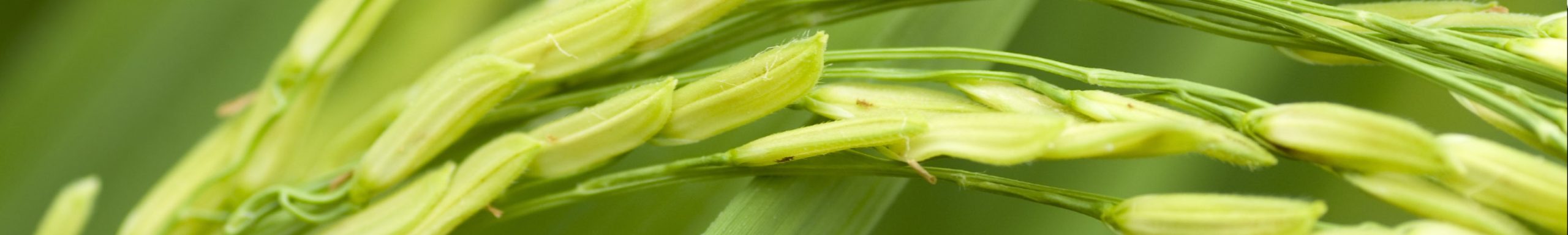 Reducing Water Use in Rice Production - English - 07 18 248