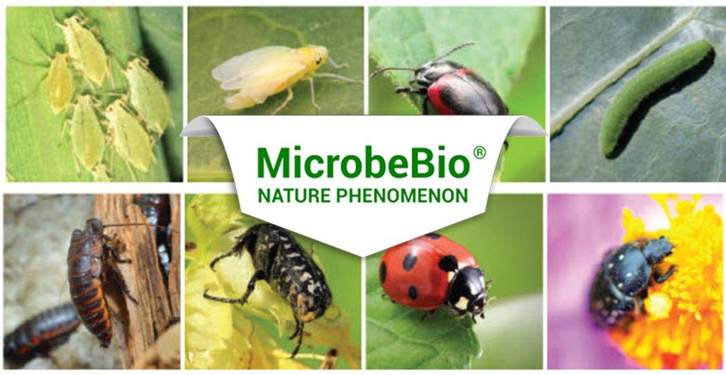 The Role of MicrobeBio’s 100% Organic Biorational and Microbial Solutions in Pest and Disease Control for Rice Fields in Southeast Asia