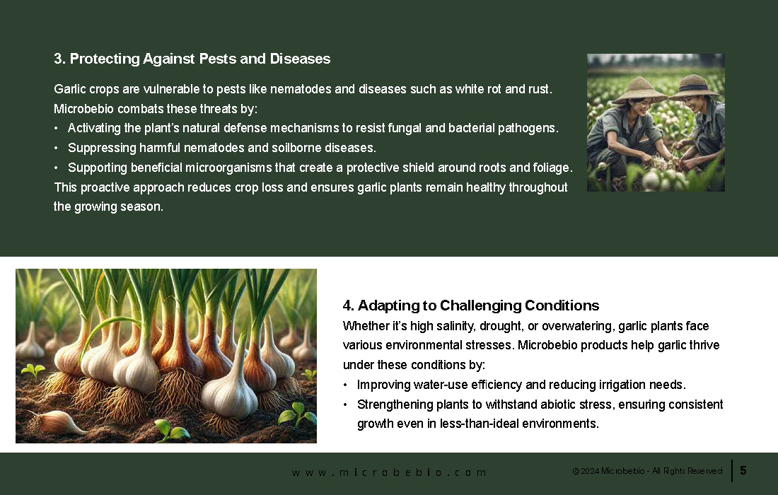 Grow Healthier More Flavorful Garlic with Microbebio_Page_5
