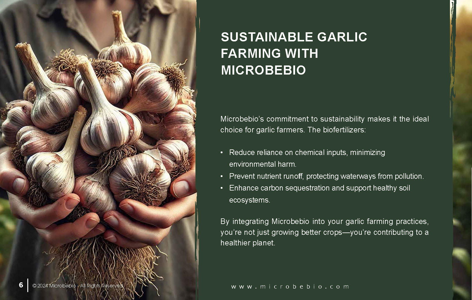 Grow Healthier More Flavorful Garlic with Microbebio_Page_6