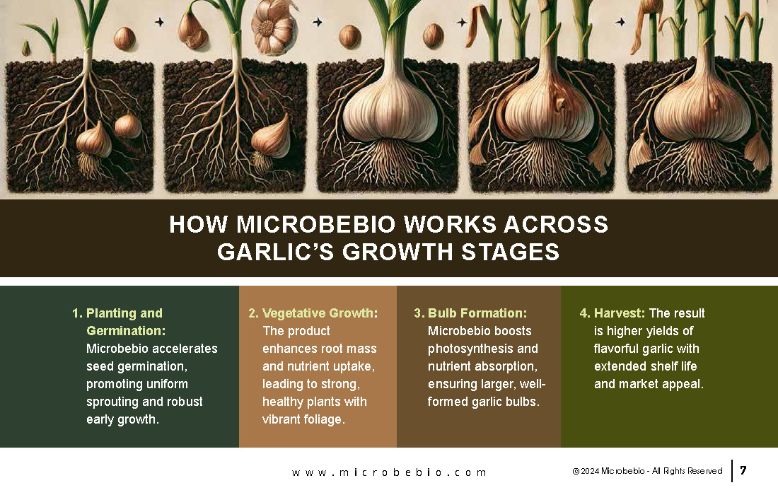 Grow Healthier More Flavorful Garlic with Microbebio_Page_7