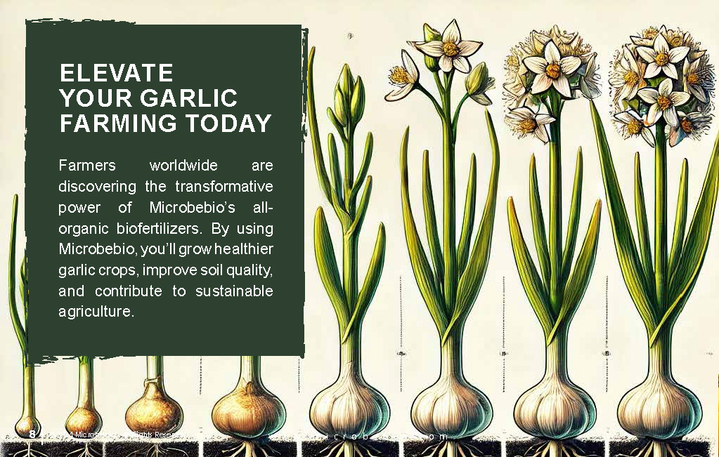 Grow Healthier More Flavorful Garlic with Microbebio_Page_8