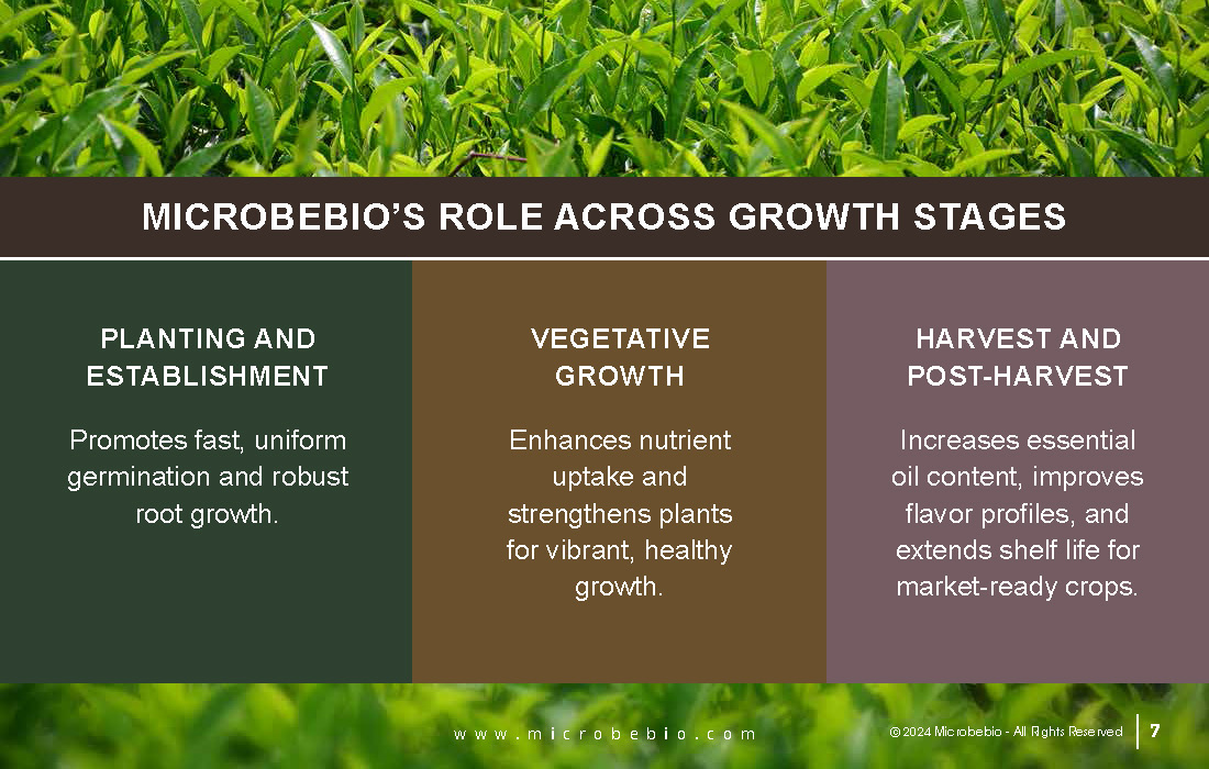 Revolutionizing Tea and Coffee Farming in Vietnam and Southeast Asia with Microbebio_Page_7
